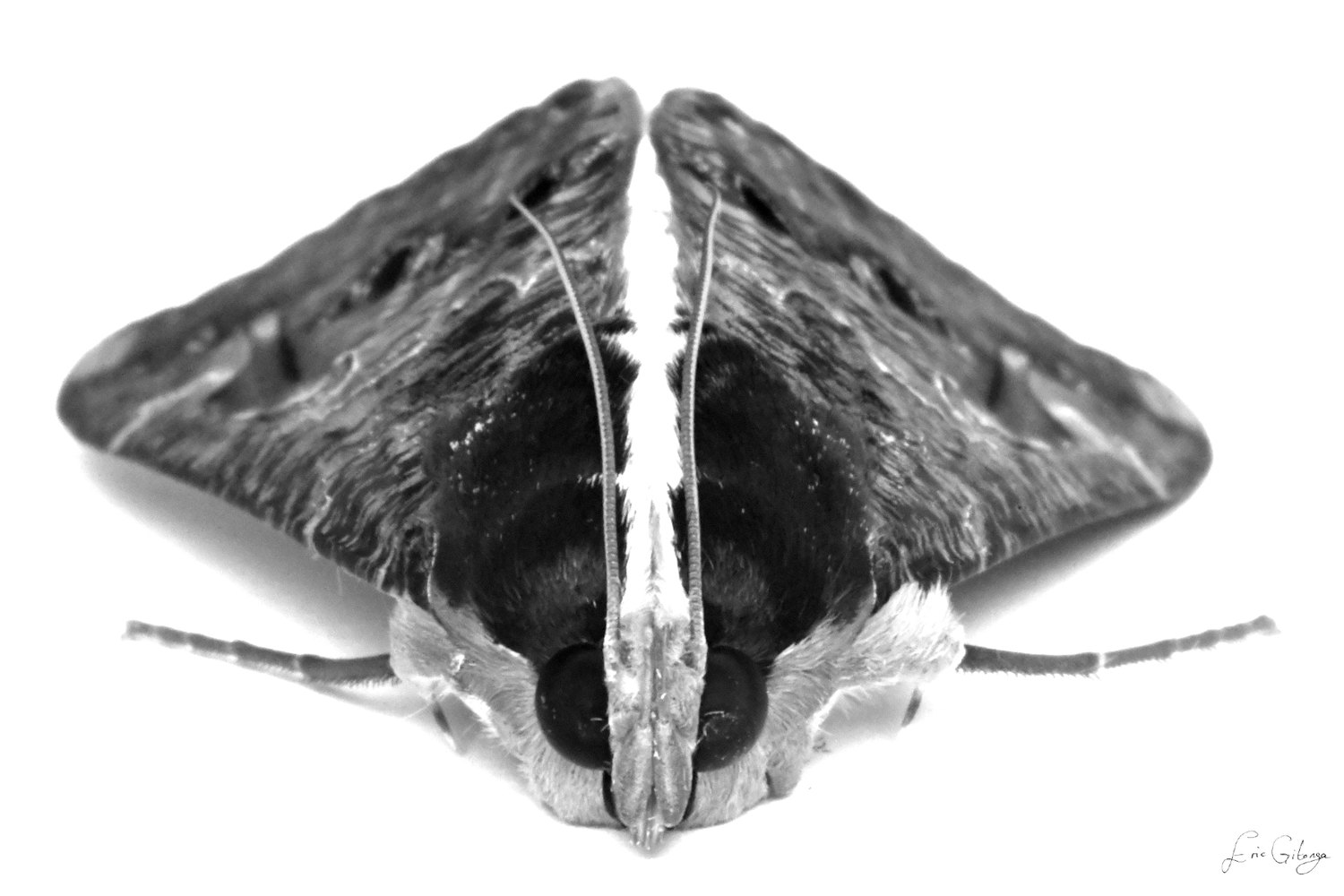Macro black-and-white portrait of a moth, wings folded into a peak